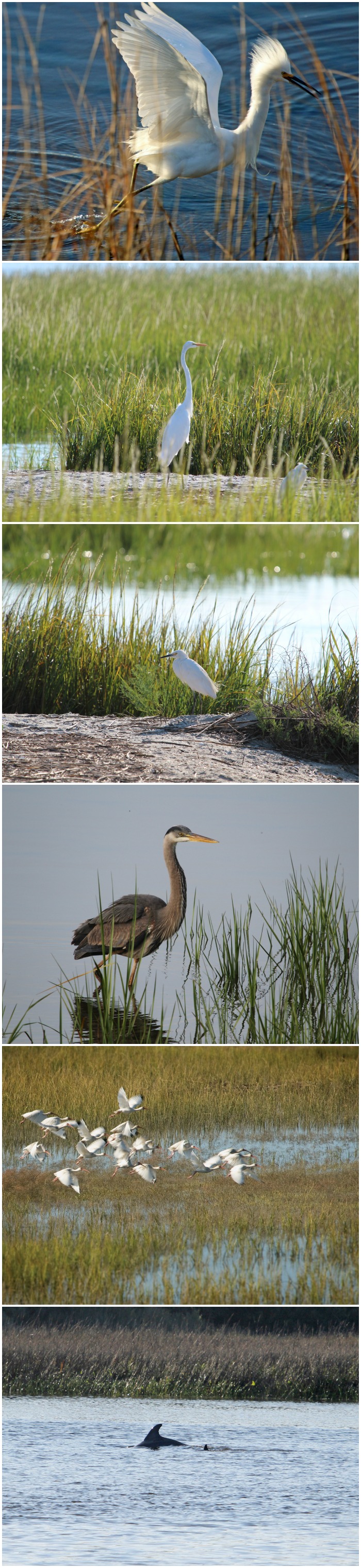 Salt Marsh Archives Eat Move Make