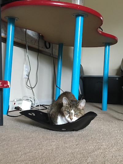 Bonus: when you aren't using SitSmart, your cat will.