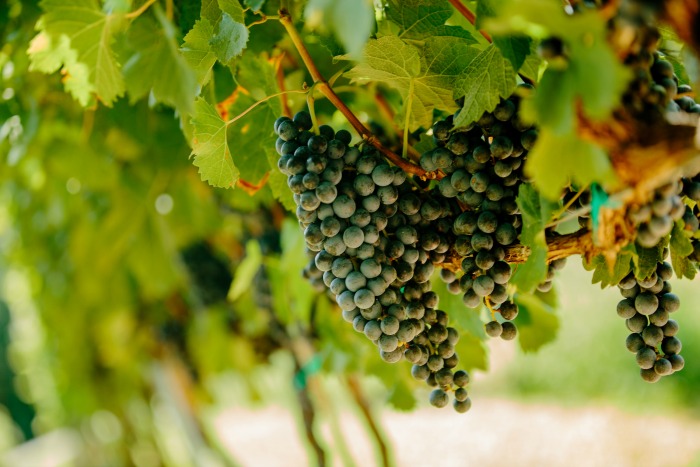 jones-von-drehle-grapes-on-the-vine