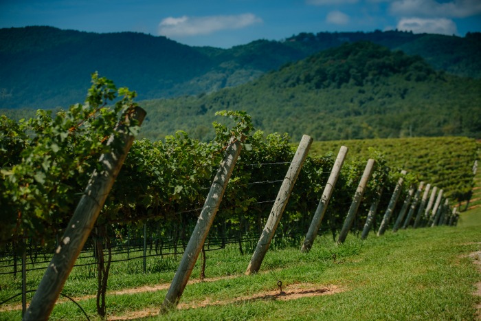 jones-von-drehle-vineyards