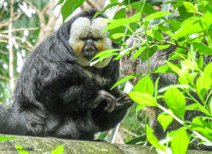 Saki monkey - Moody Gardens