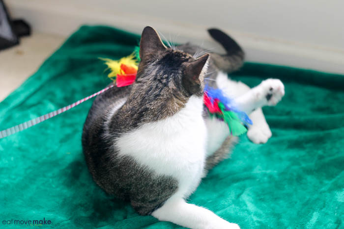 toys to keep cats active