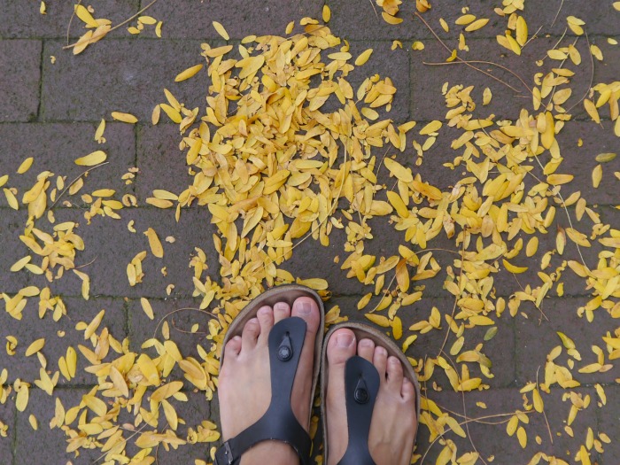 Corning fall leaves