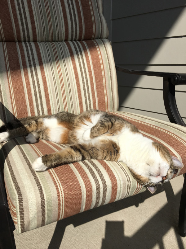Cat on patio chair