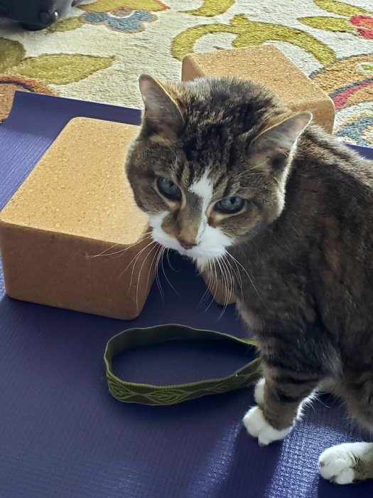 Mony on yoga mat