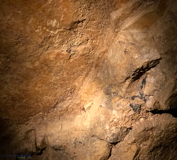 cave cricket - Lincoln Caverns