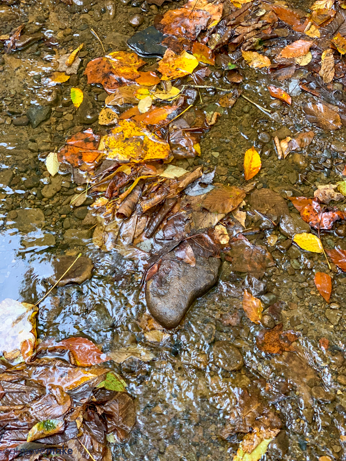 fall leaves and wet rocks by Cucumber Falls